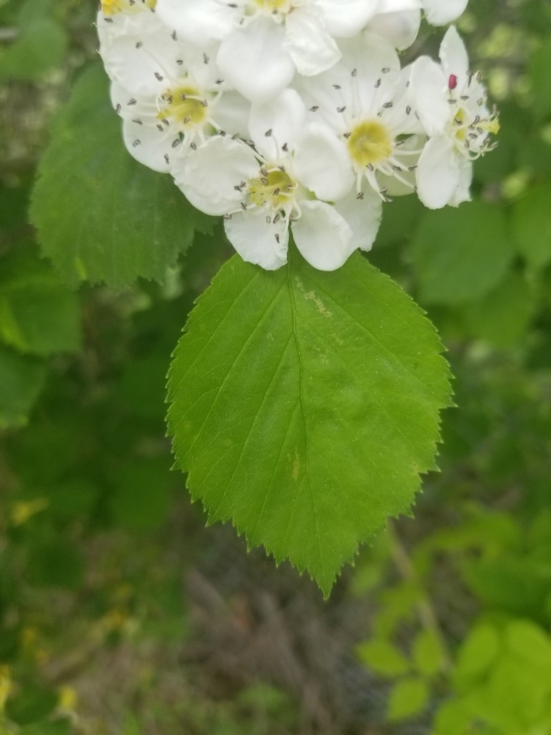 Caughuawaga Hawthorn photo 2