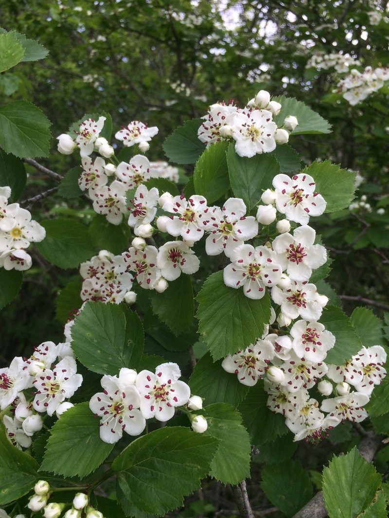 Caughuawaga Hawthorn photo 3