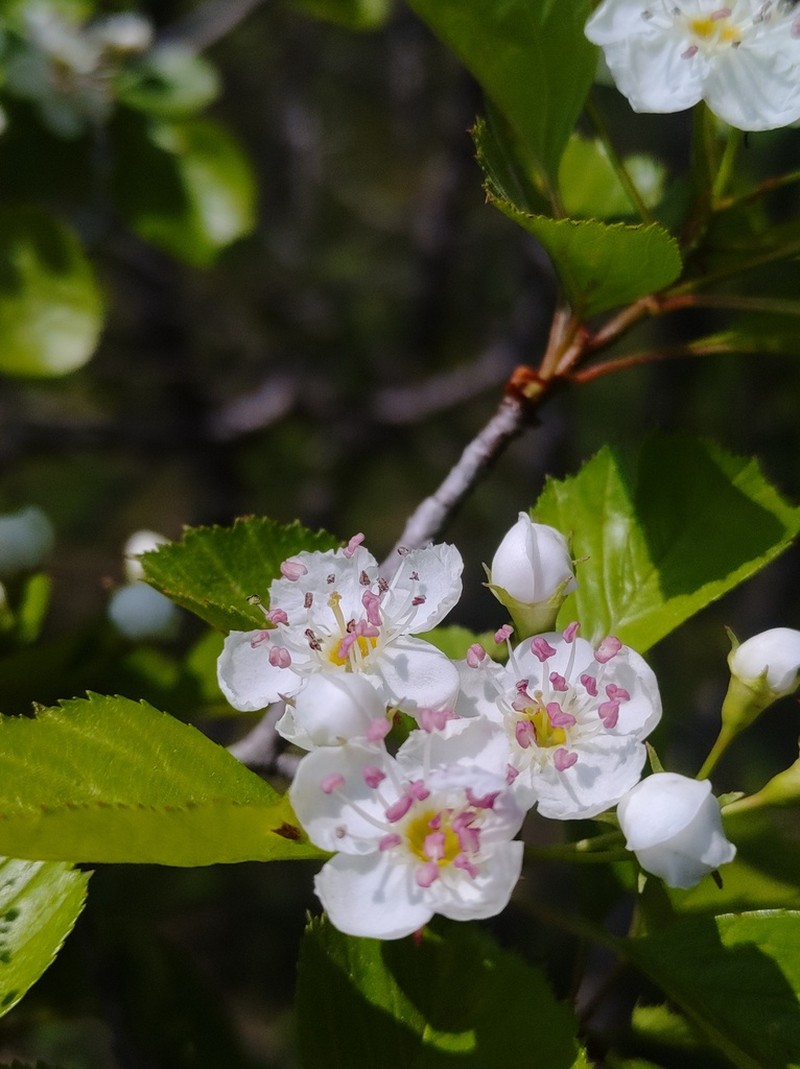 Caughuawaga Hawthorn photo 4