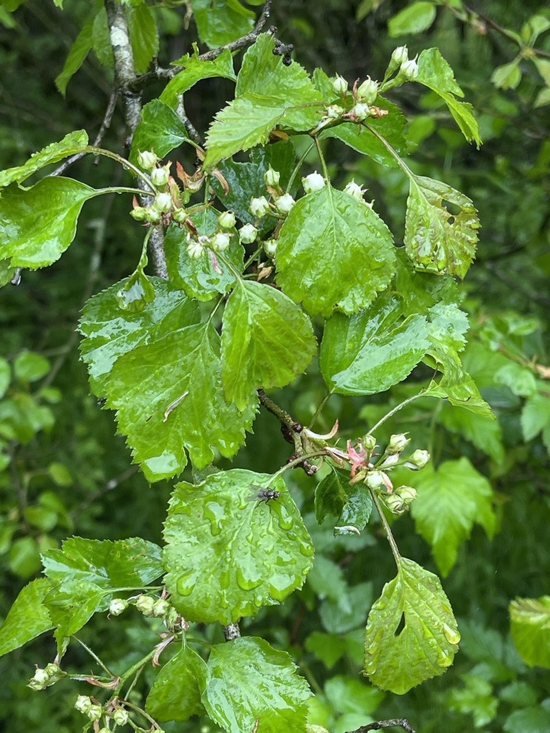 Caughuawaga Hawthorn photo 5