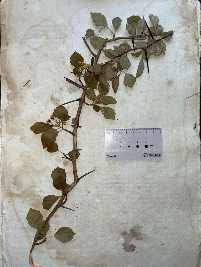 Caughuawaga Hawthorn photo 6