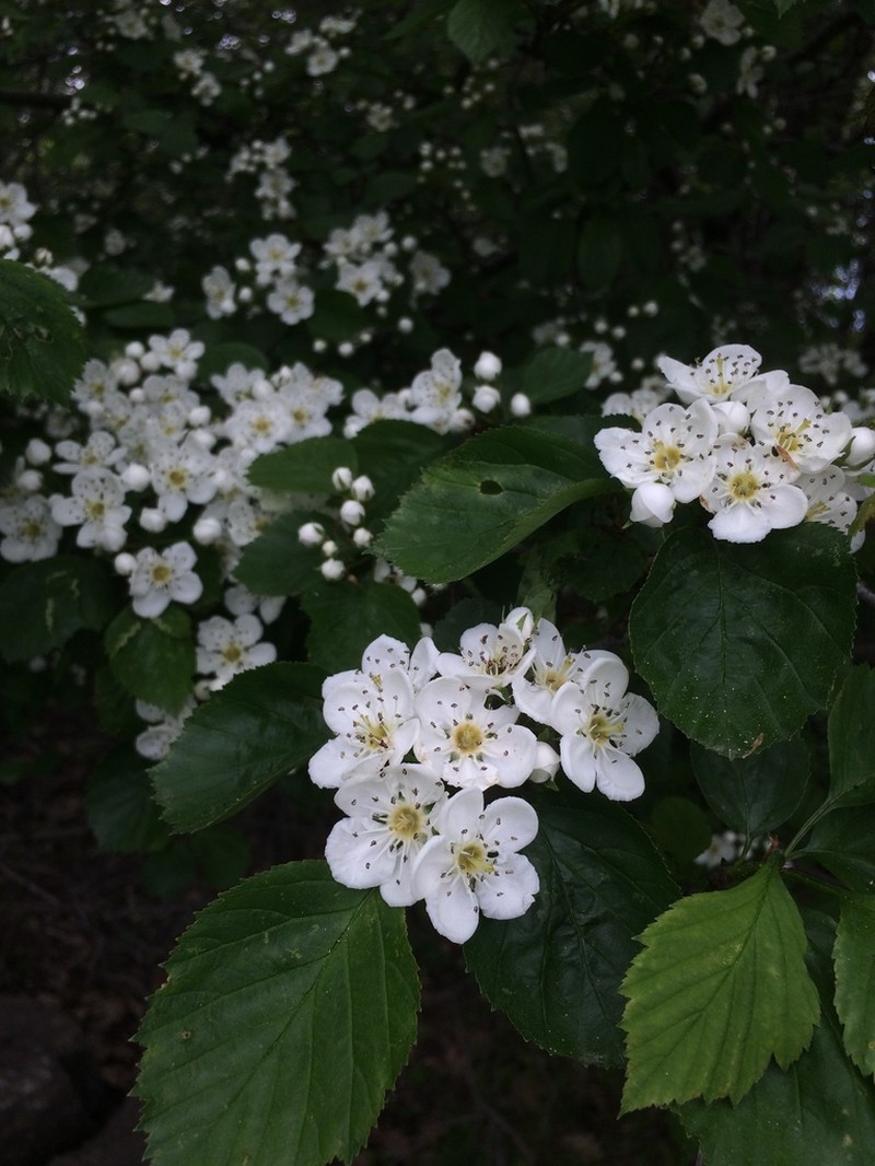 Caughuawaga Hawthorn photo 8