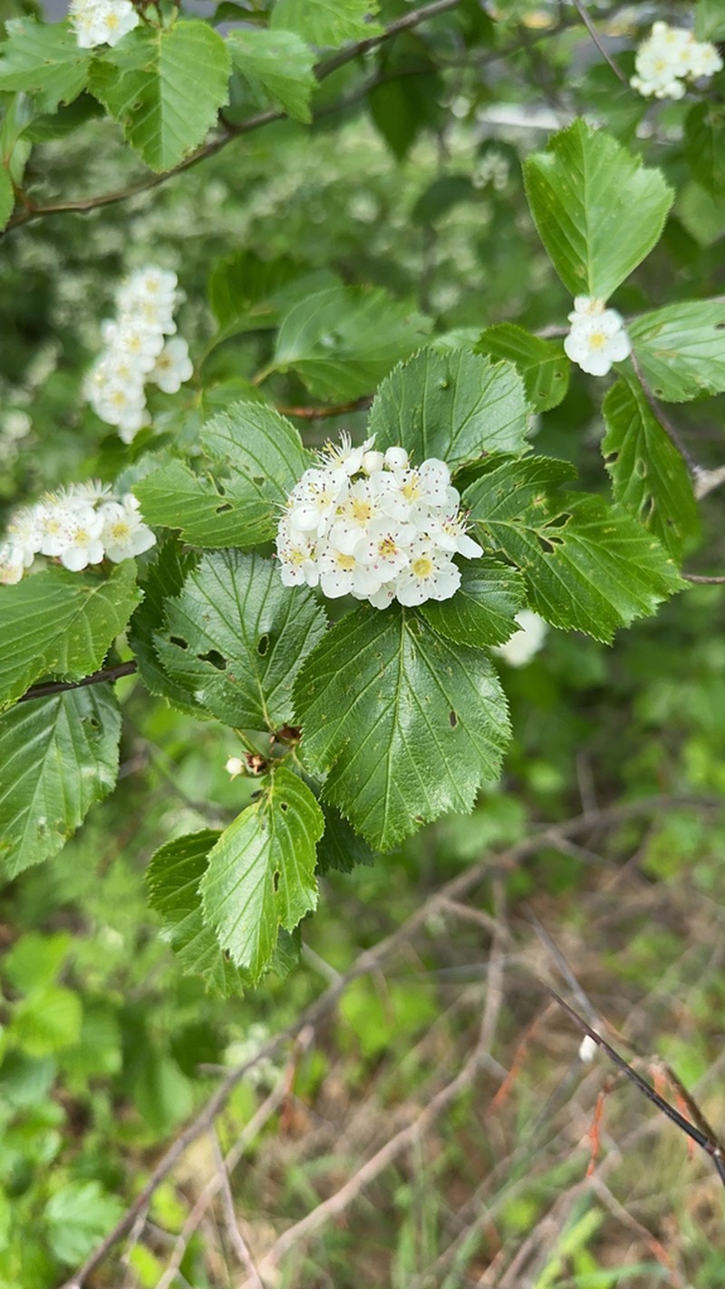 Fleshy Hawthorn