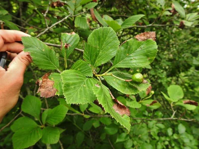 Fleshy Hawthorn photo 2