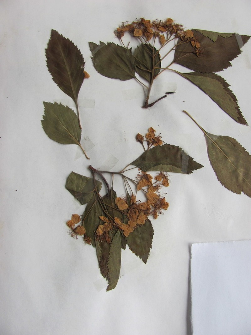Fleshy Hawthorn photo 3