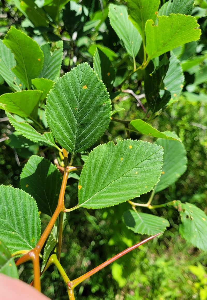 Fleshy Hawthorn photo 4