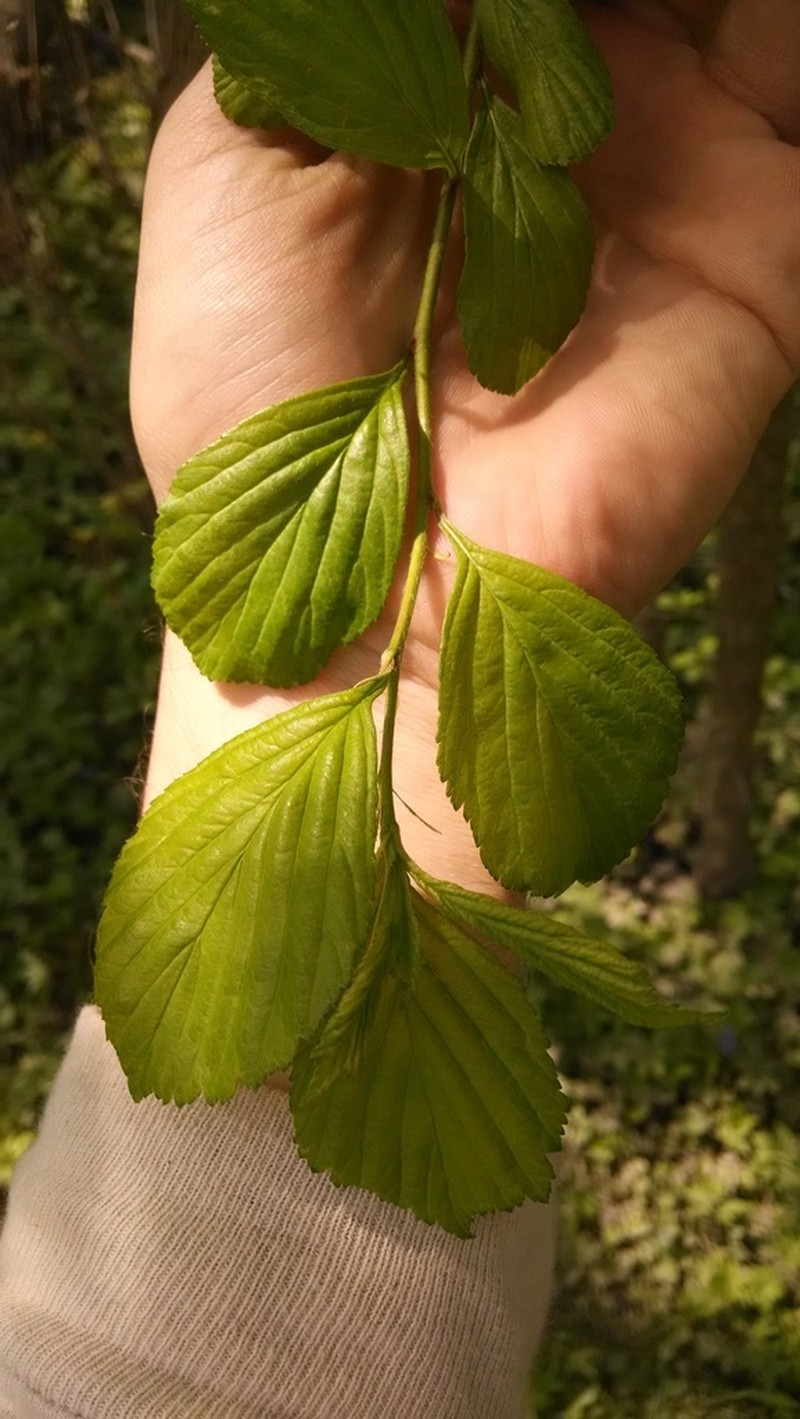 Fleshy Hawthorn photo 5