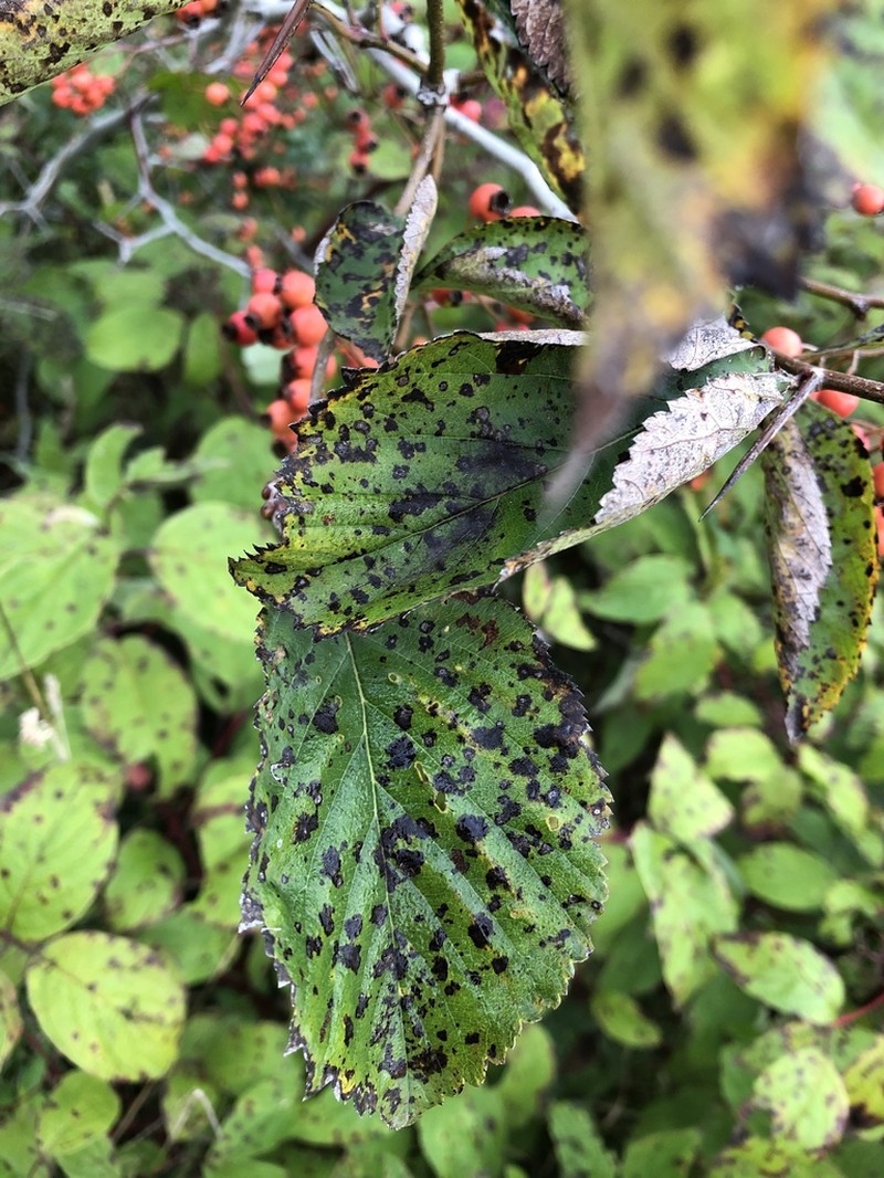 Fleshy Hawthorn photo 6