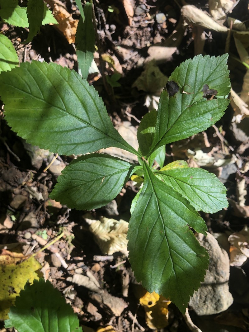 Crataegus succulenta var. neofluvialis