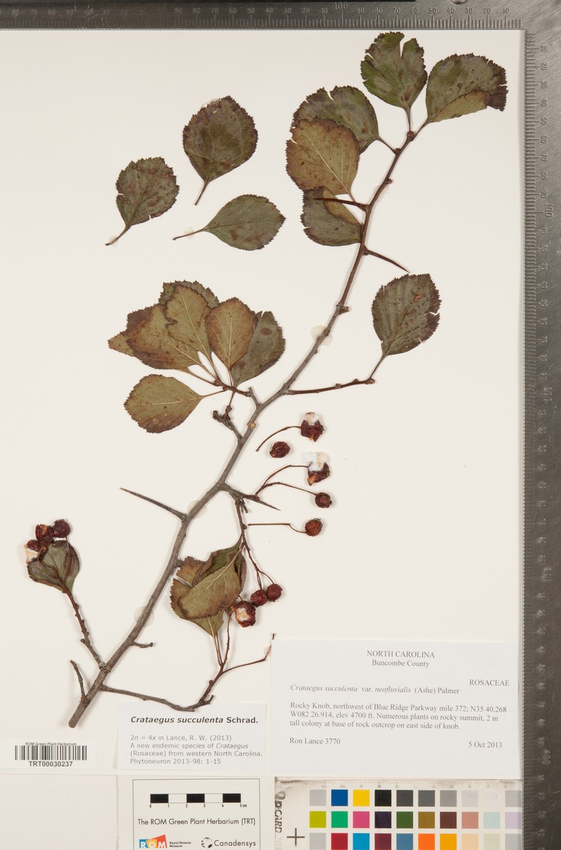 Crataegus succulenta var. neofluvialis photo 3
