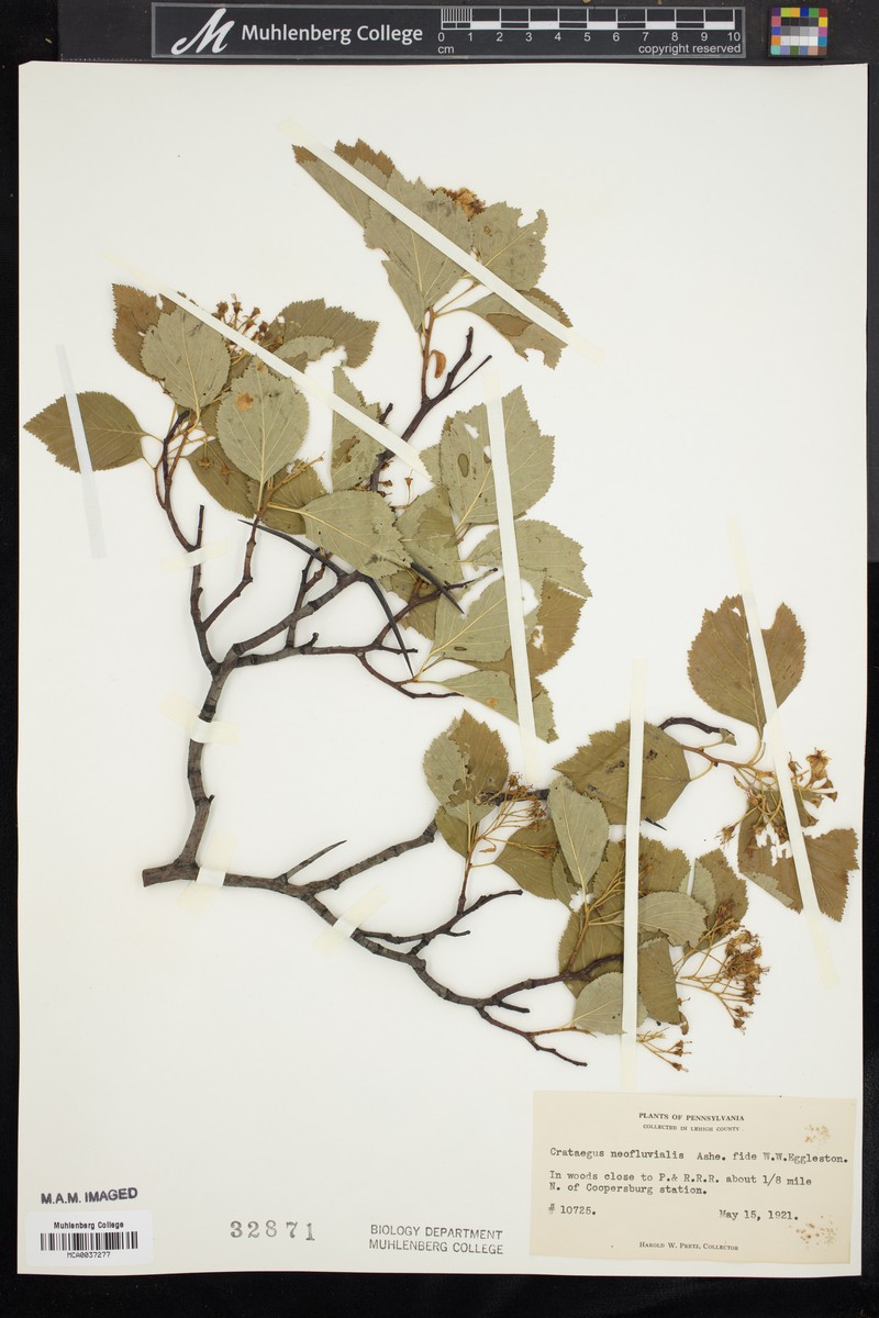 Crataegus succulenta var. neofluvialis photo 5