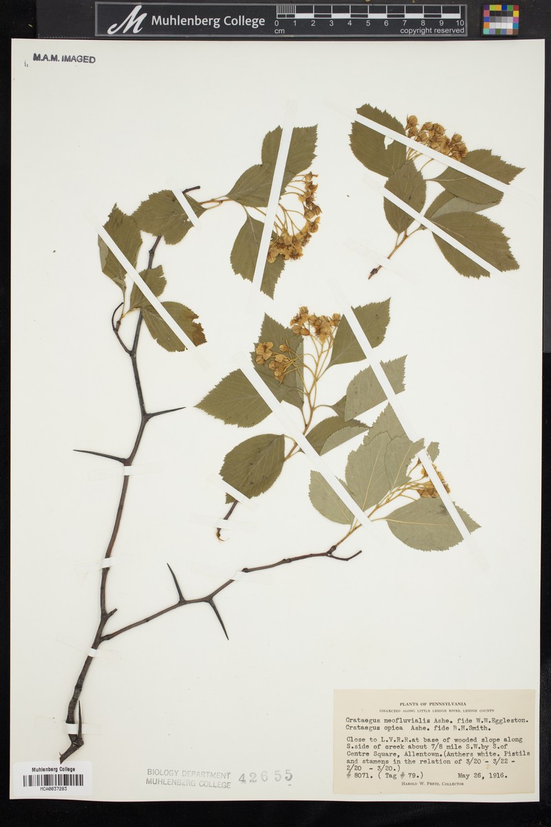 Crataegus succulenta var. neofluvialis photo 6