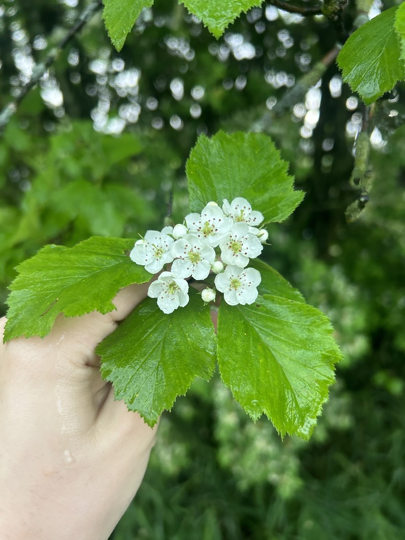 Tissueleaf Hawthorn