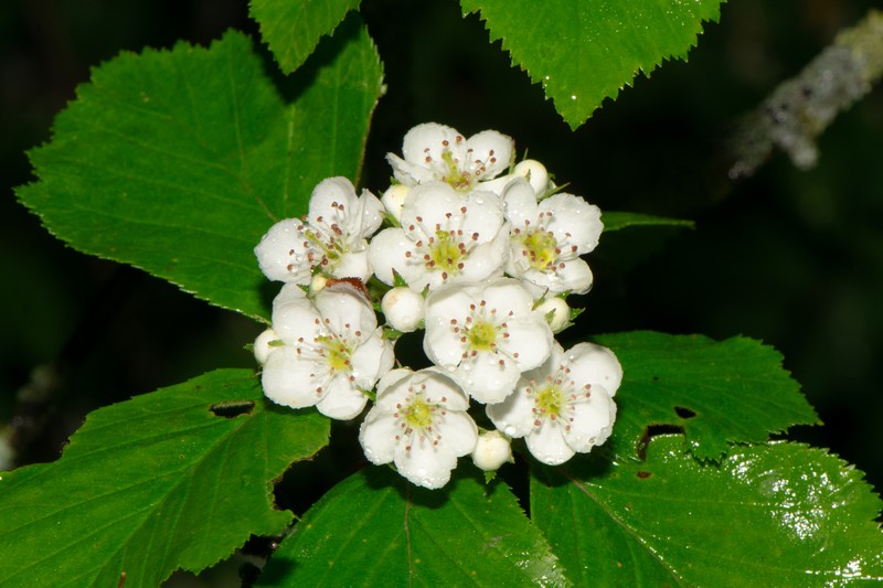 Tissueleaf Hawthorn photo 2
