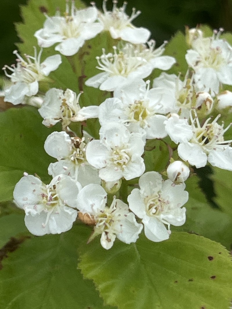 Tissueleaf Hawthorn photo 3