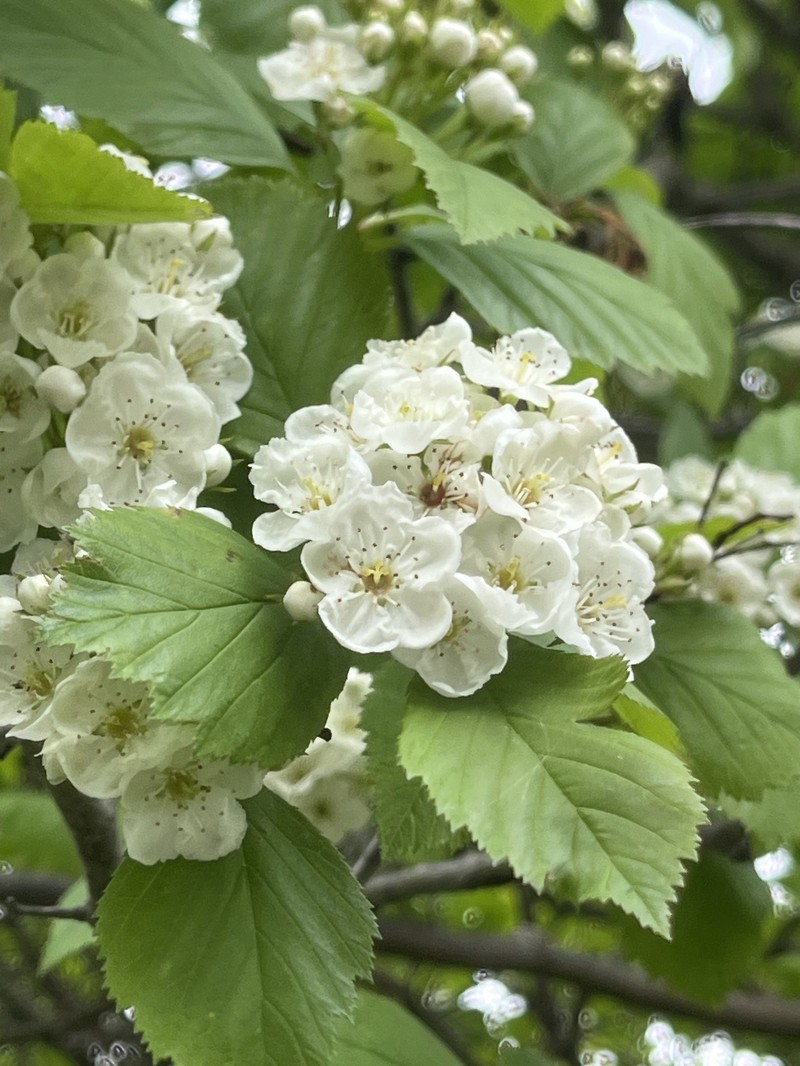 Tissueleaf Hawthorn photo 4