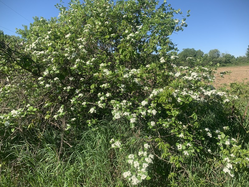 Tissueleaf Hawthorn photo 5