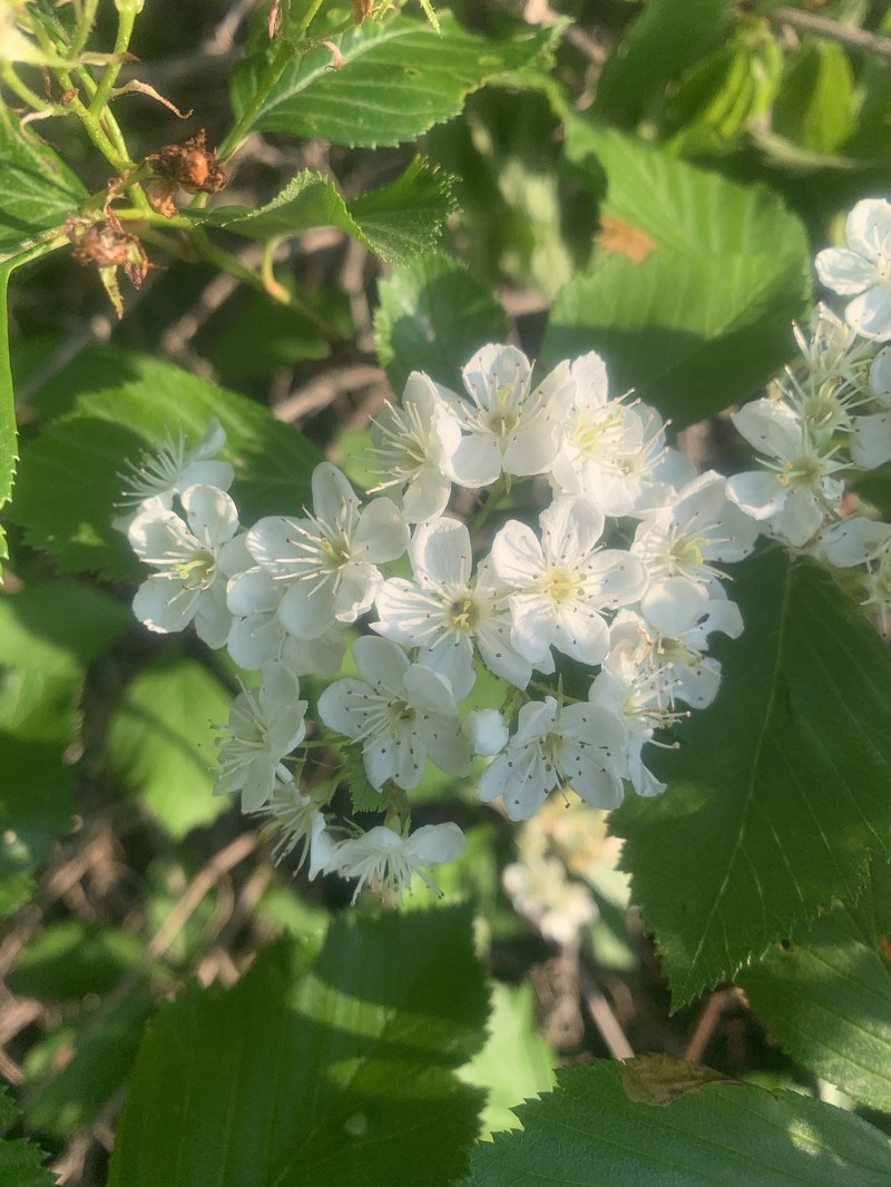Tissueleaf Hawthorn photo 6