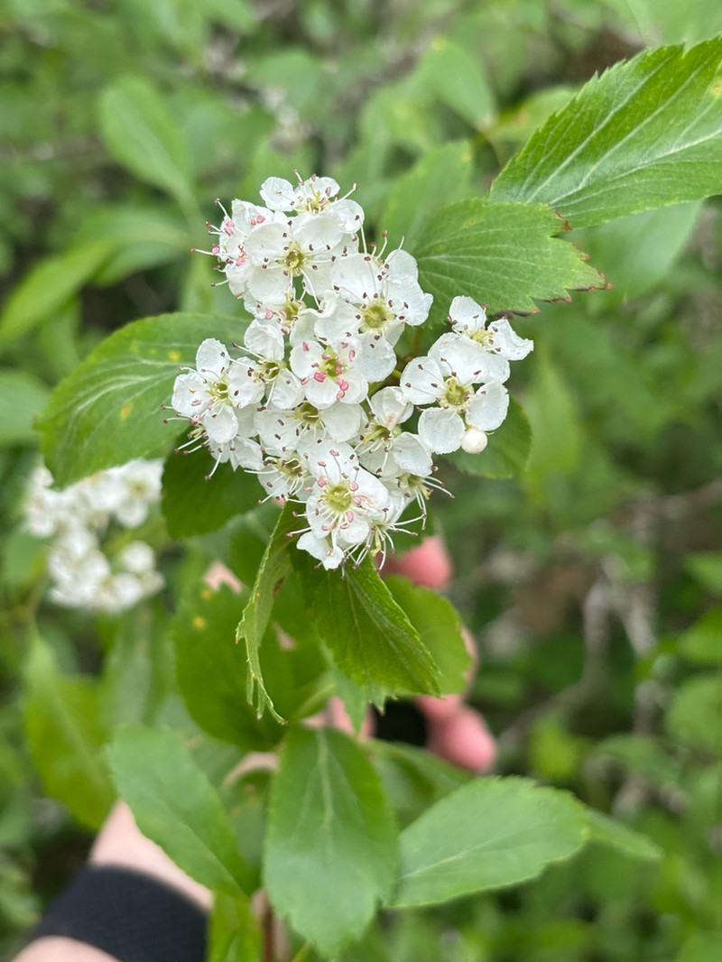 Suksdorf's Hawthorn