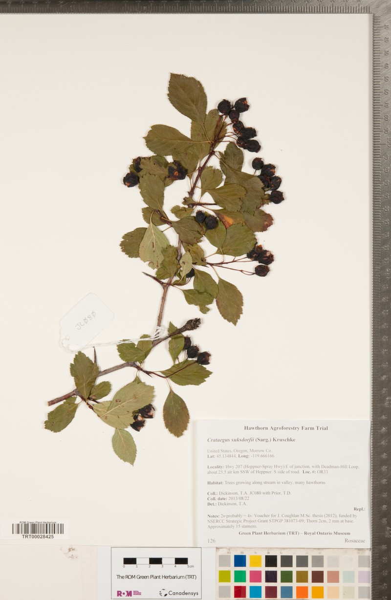 Suksdorf's Hawthorn photo 3