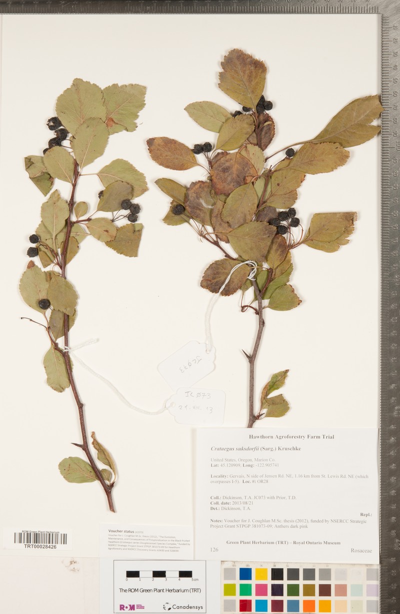 Suksdorf's Hawthorn photo 4