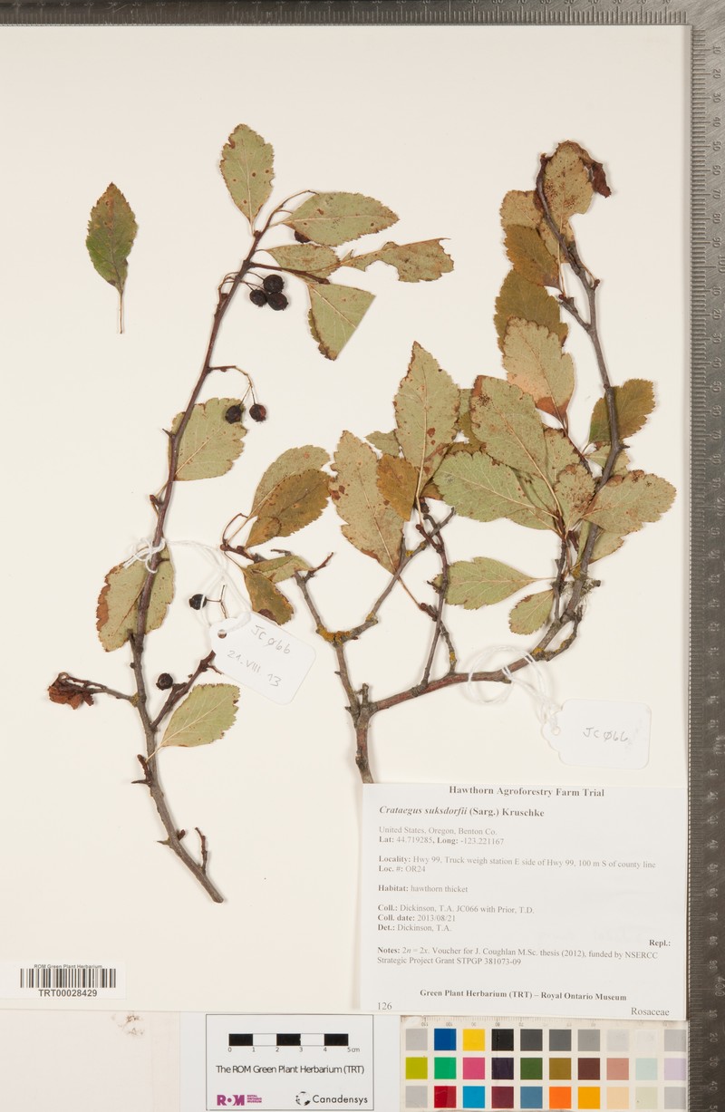 Suksdorf's Hawthorn photo 5