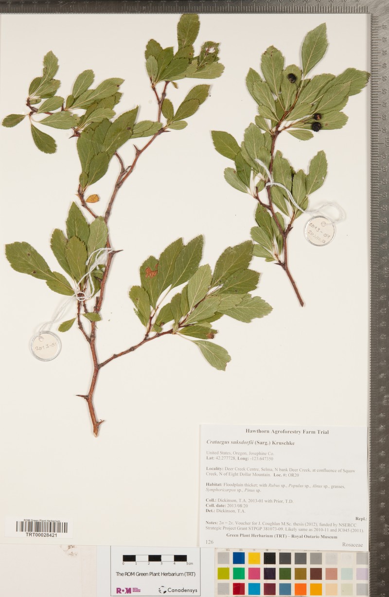Suksdorf's Hawthorn photo 6