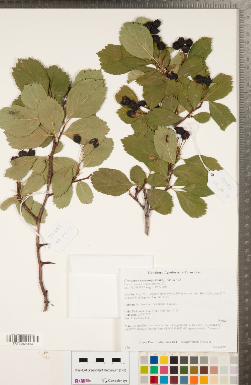 Suksdorf's Hawthorn photo 7