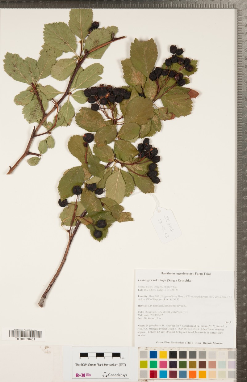 Suksdorf's Hawthorn photo 8