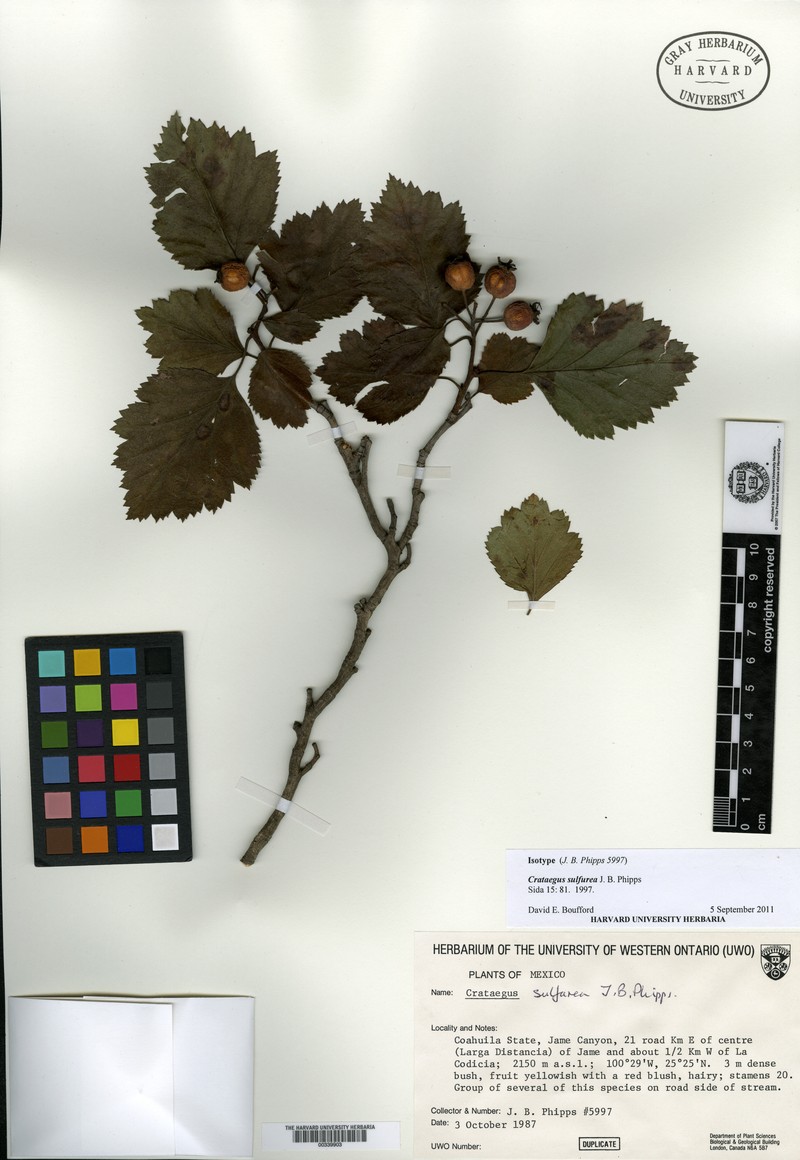 Crataegus sulfurea
