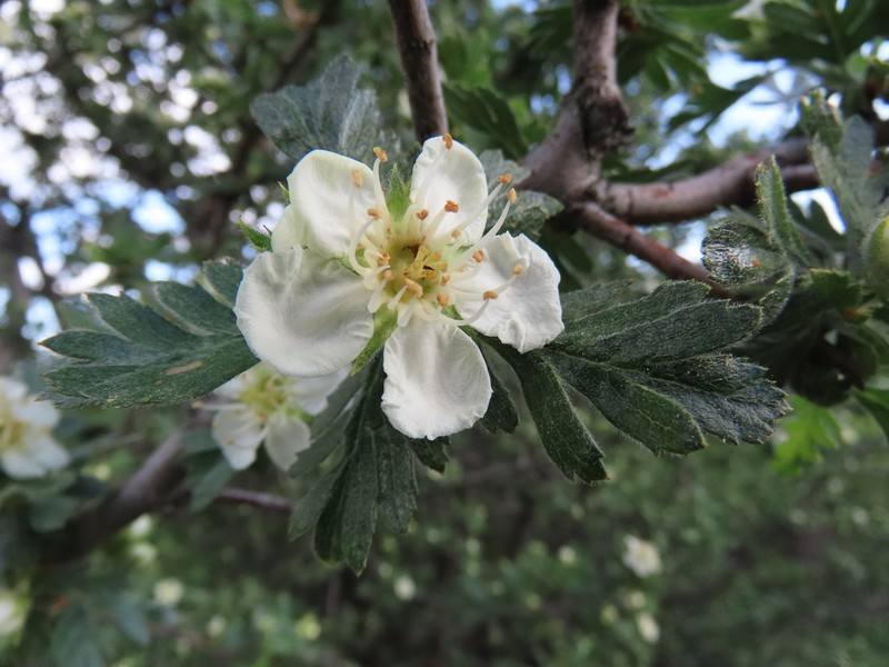 Crataegus tanacetifolia photo 4