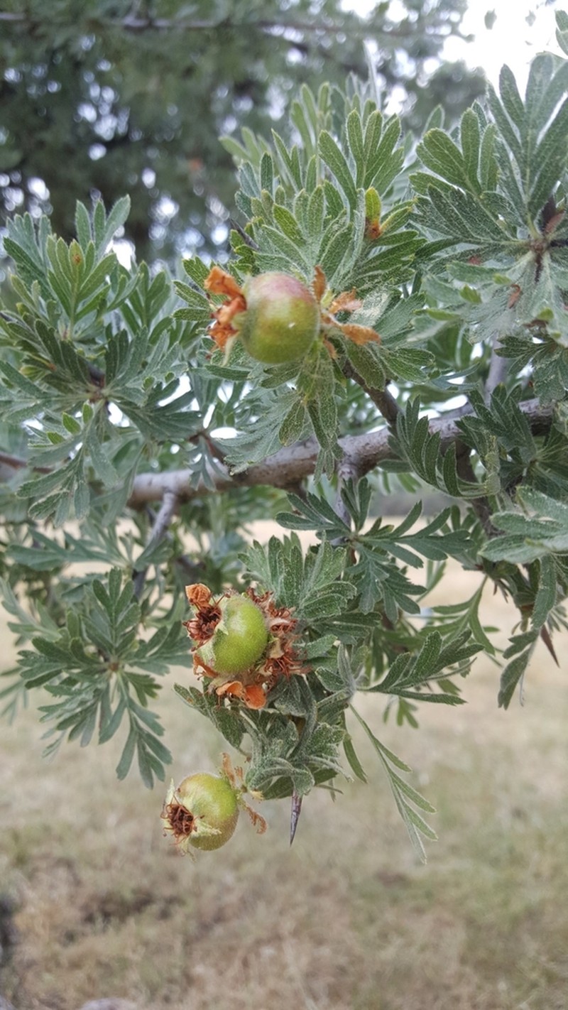 Crataegus tanacetifolia photo 5