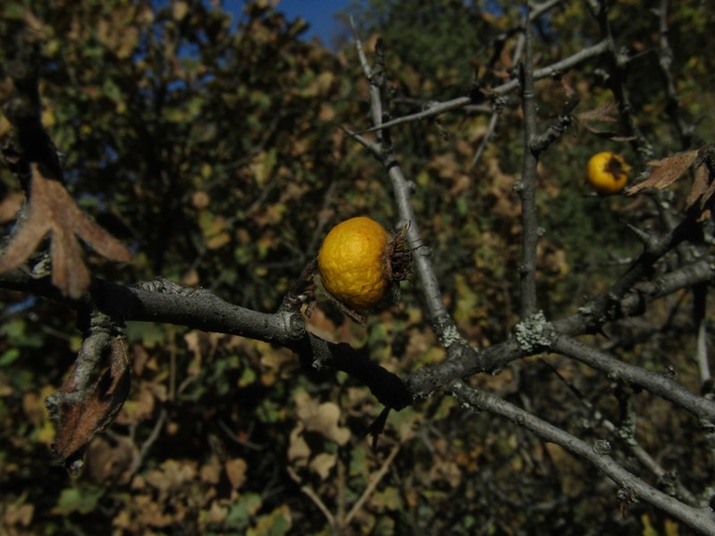 Crataegus tanacetifolia photo 6