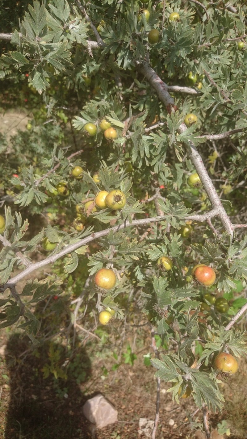 Crataegus tanacetifolia photo 7