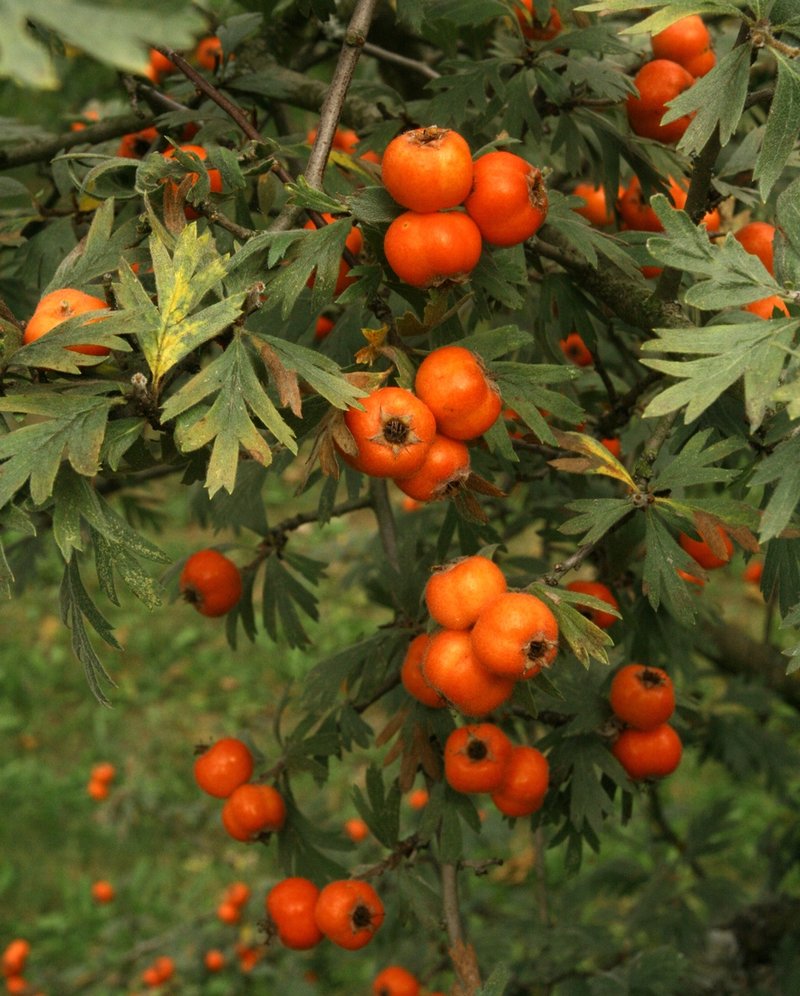 Crataegus tanacetifolia photo 2
