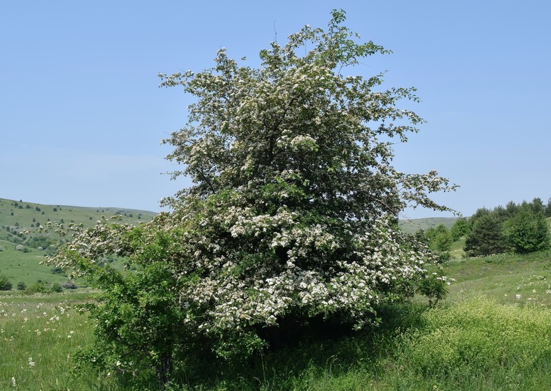 Crataegus taurica