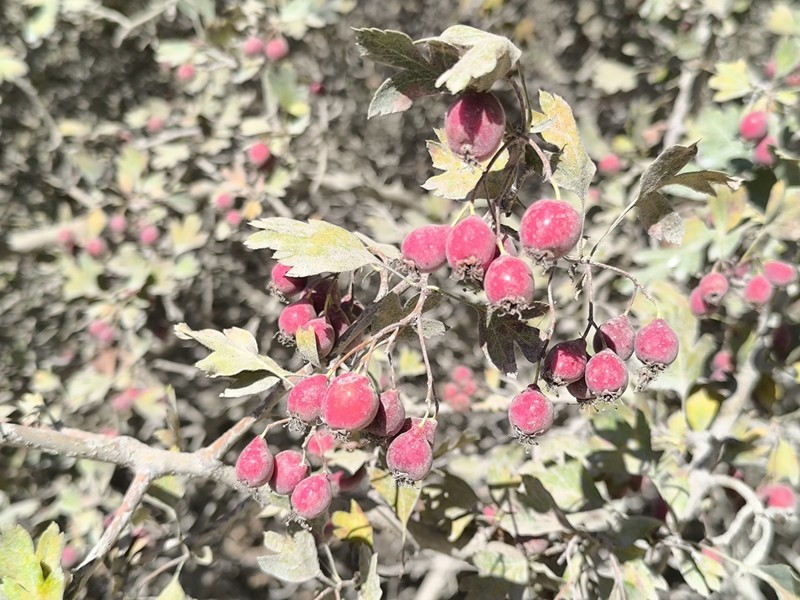 Crataegus taurica photo 2