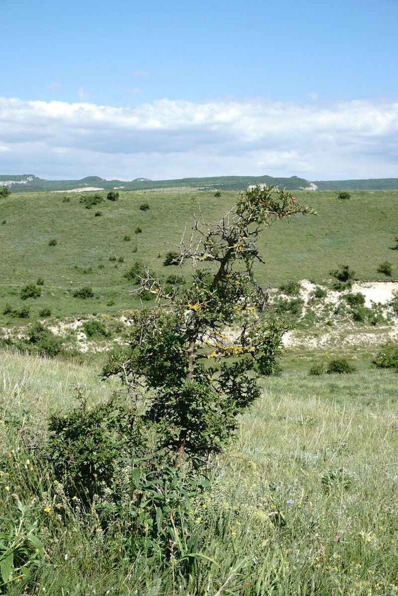 Crataegus taurica photo 3