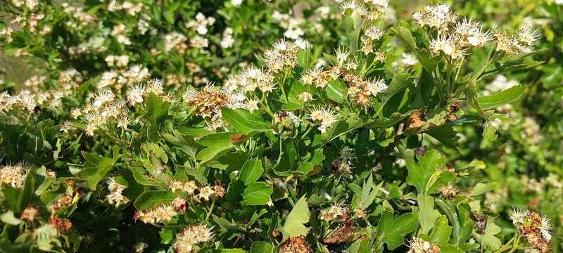 Crataegus taurica photo 4