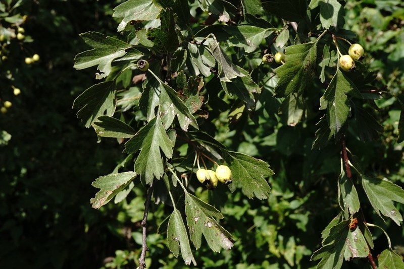 Crataegus taurica photo 5