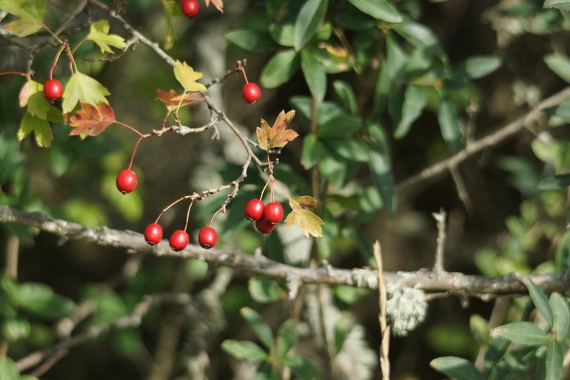 Crataegus taurica photo 6