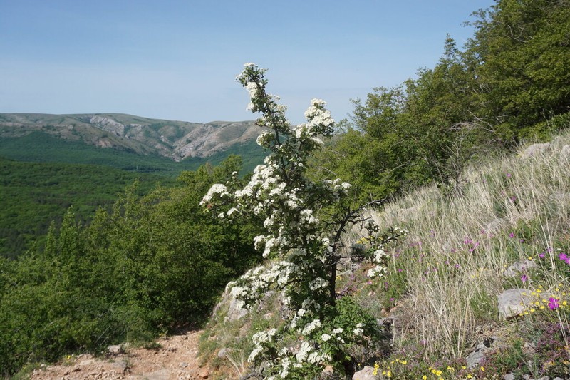 Crataegus taurica photo 8