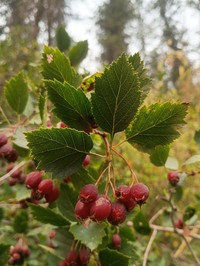 Crataegus tenuior