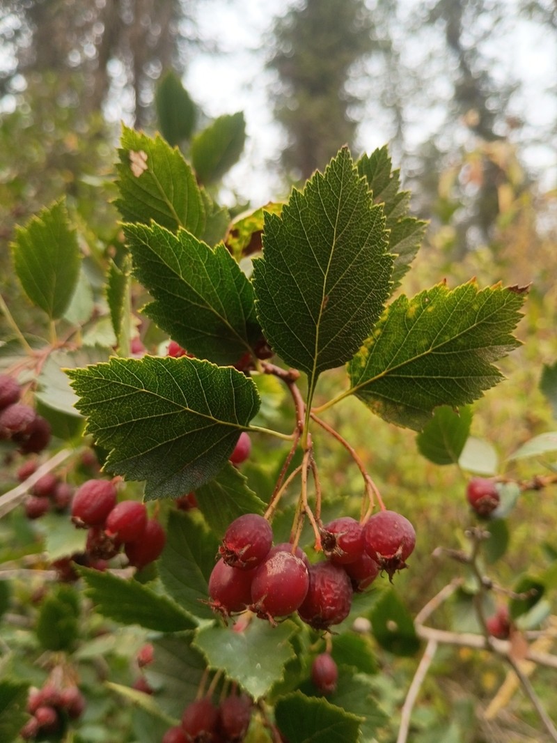 Crataegus tenuior