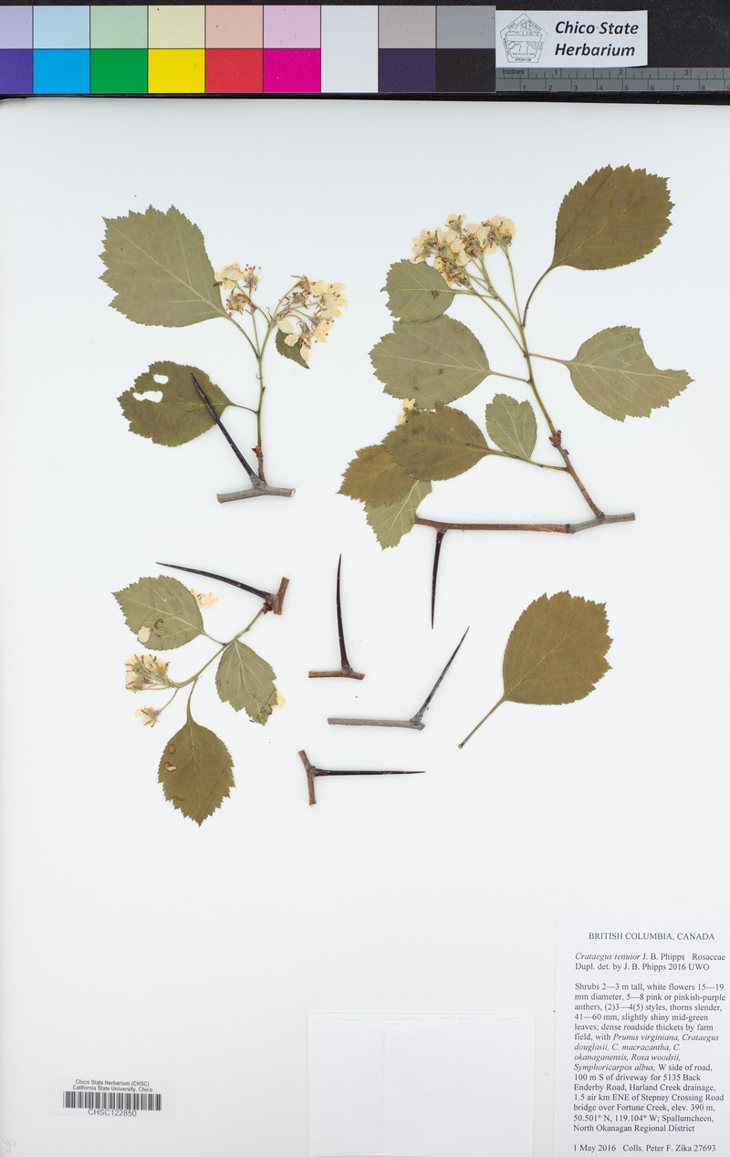 Crataegus tenuior photo 2