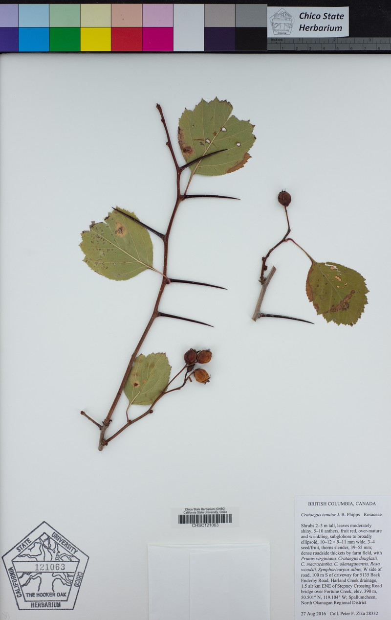 Crataegus tenuior photo 3