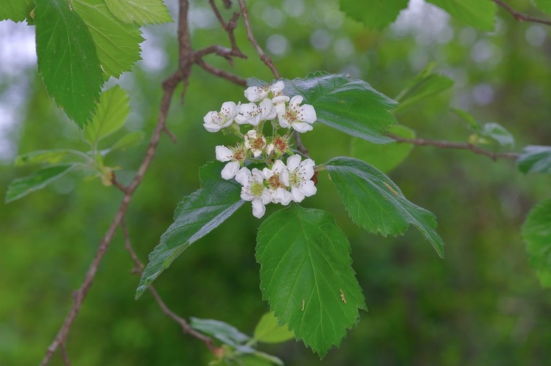 Texas Hawthorn
