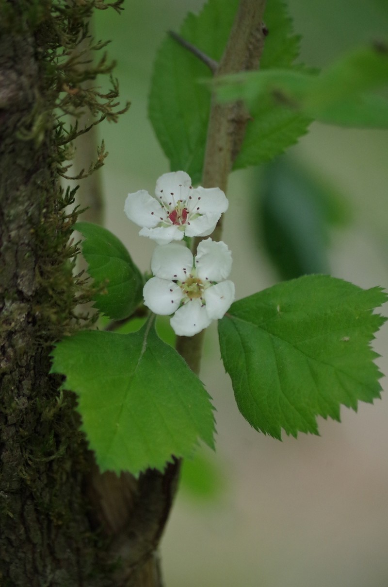 Texas Hawthorn photo 2