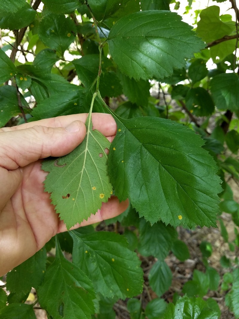 Texas Hawthorn photo 3