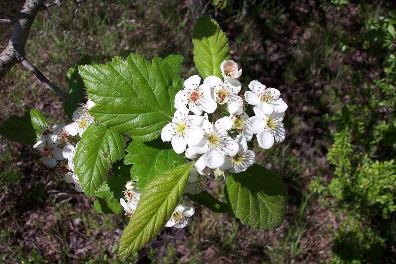 Texas Hawthorn photo 4